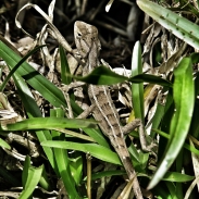 la-reunion-gecko