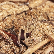 new-caledonia-beach-crab