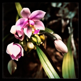 new-caledonia-orchid