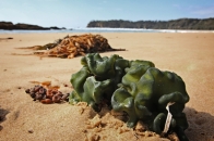 Nelson Beach, Mimosa Rocks NP, NSW