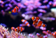 tarlton-clownfish copy