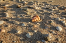 Shells on New Chums Beach