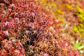 tongariro new zealand moss vegetation