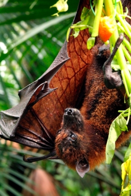 singapore zoo fruit bat