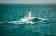 Hervey Bay Whale Watching, Australia