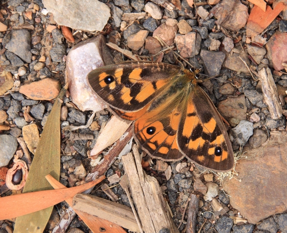 brown butterfly Tasmania