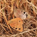 Tasmania Butterflies