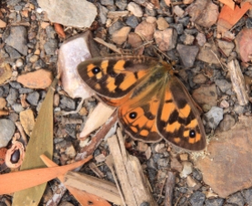 Tasmania Butterflies