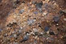 Tasmania fossils