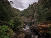 tasmania forest