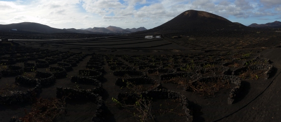 One of the most special wine regions I ever visited: La Geria in Lanzarote. Vines are growing behind crescent shaped stone walls that protect the plants from the wind.